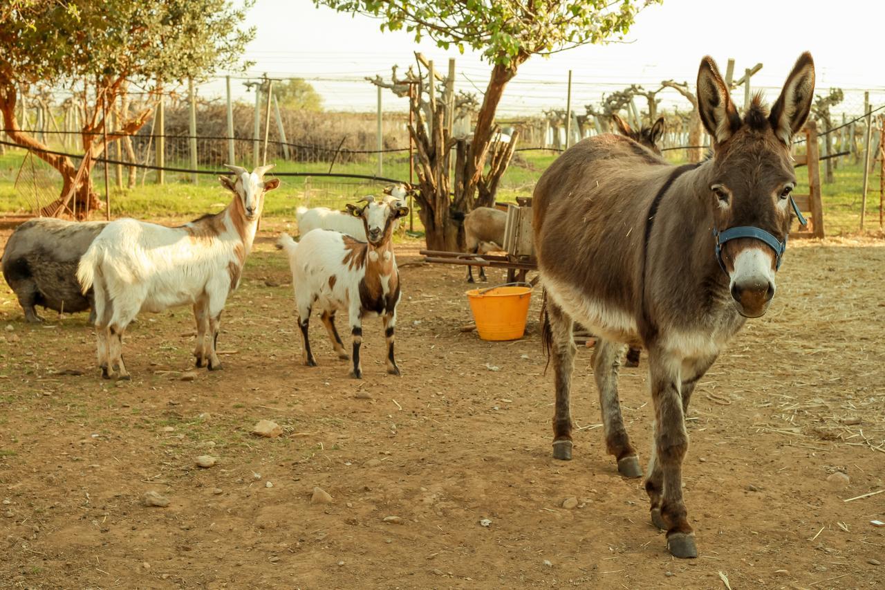 Azienda Agrituristica Il Pago Nova Siri Zewnętrze zdjęcie